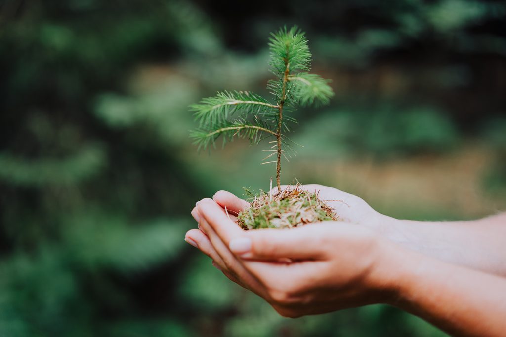 getting ready to plant a spruce seedling