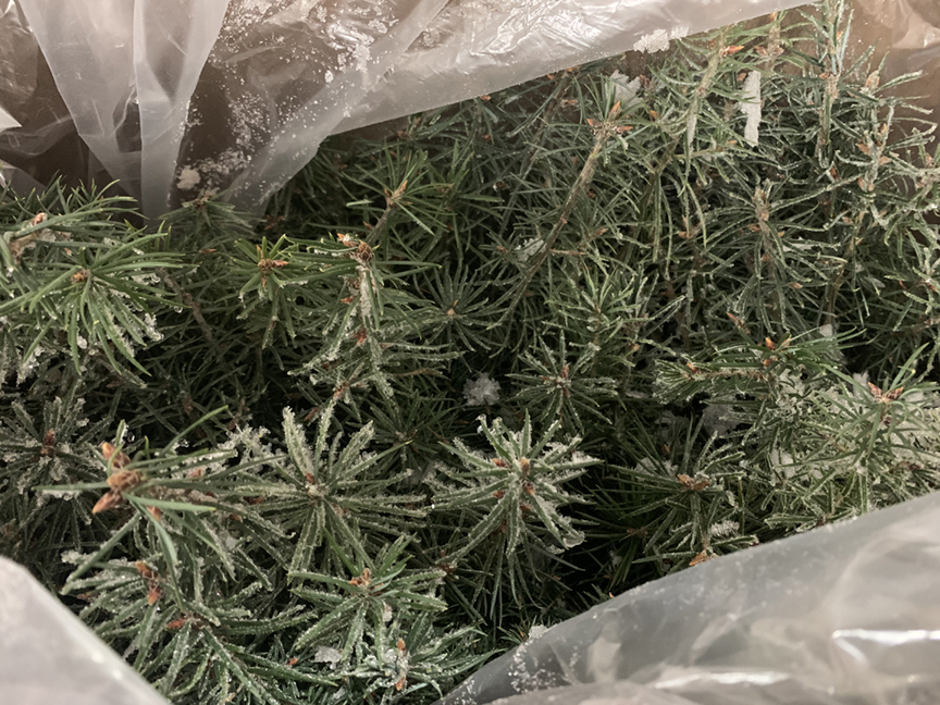 best method to ship seedlings frozen seedlings