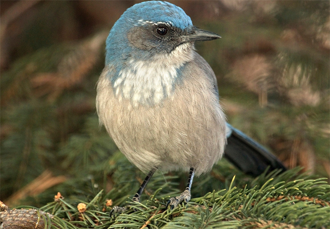 bird in a chirstmas tree