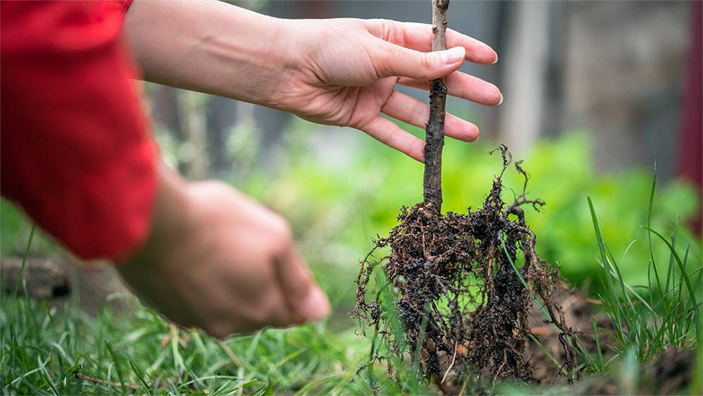 Tree Planting Preparation 