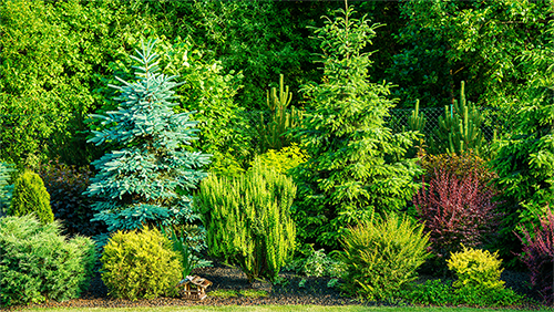 trees in a beautiful yard