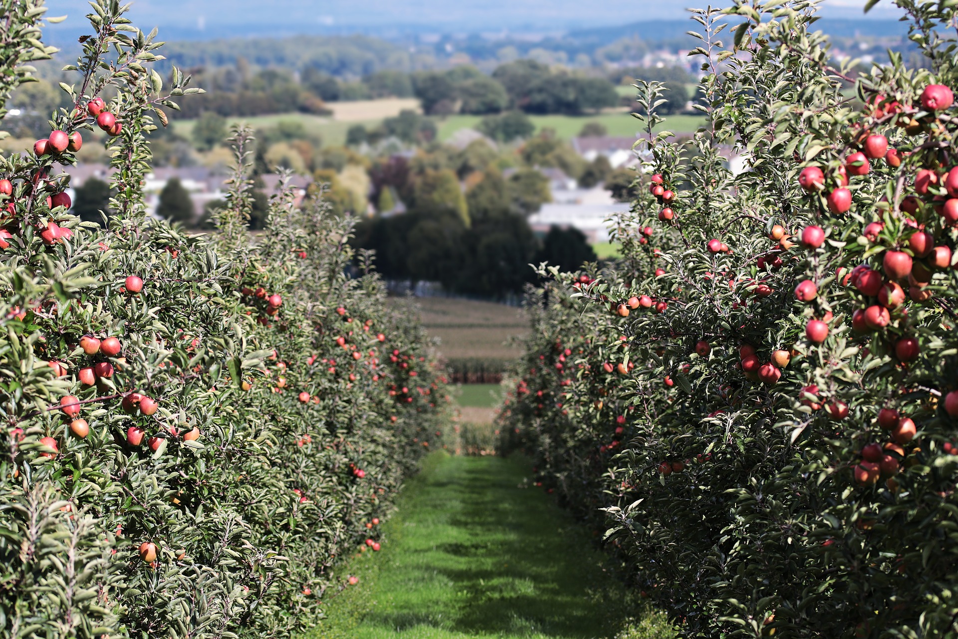 Apple Orchard