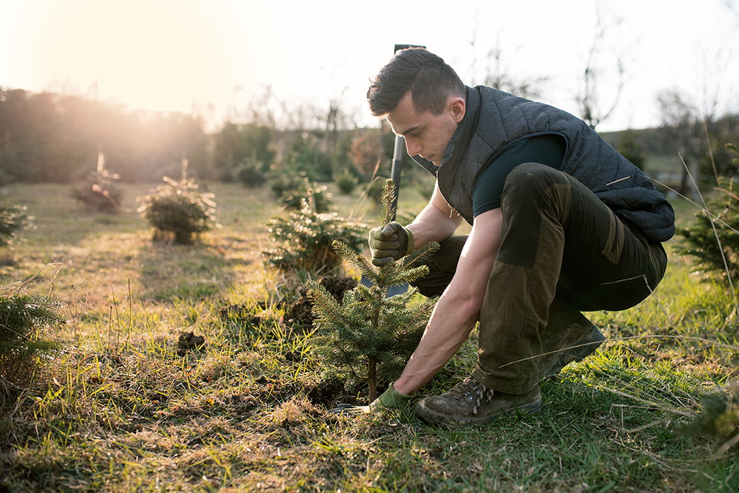man planting spruce seedlings