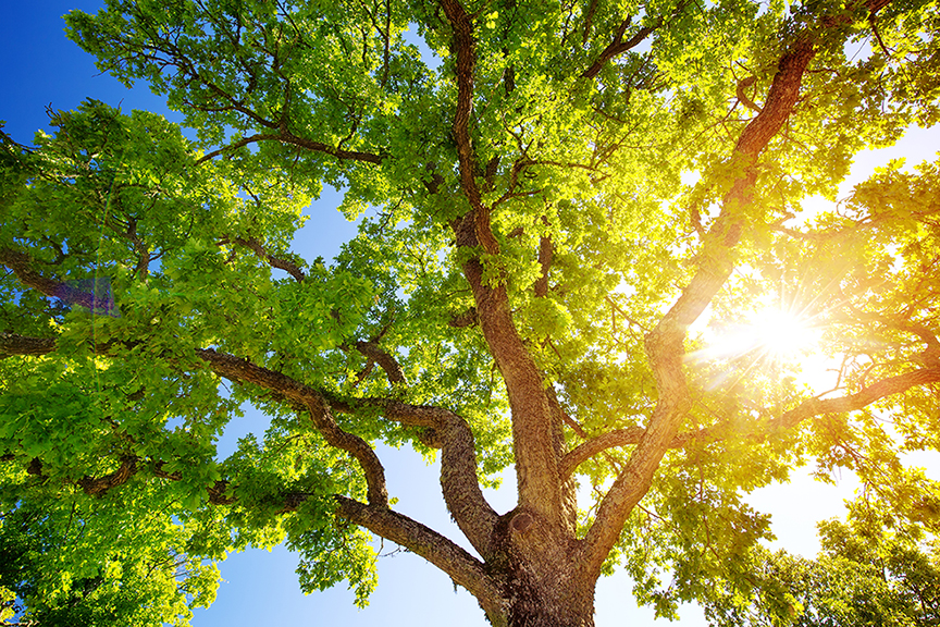oak tree with sunlight coming through