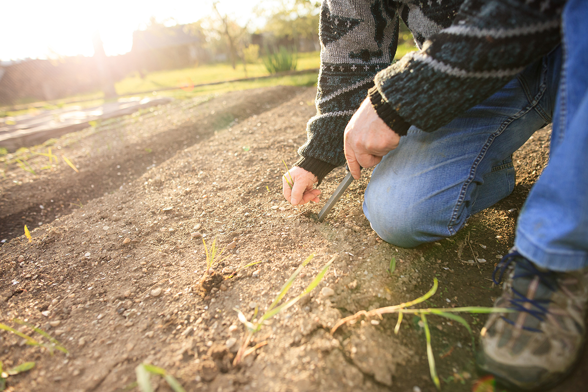 man kneeling at planting site weeding