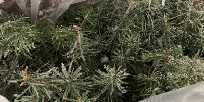 best method to ship seedlings frozen seedlings