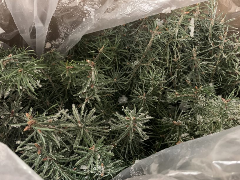 best method to ship seedlings frozen seedlings
