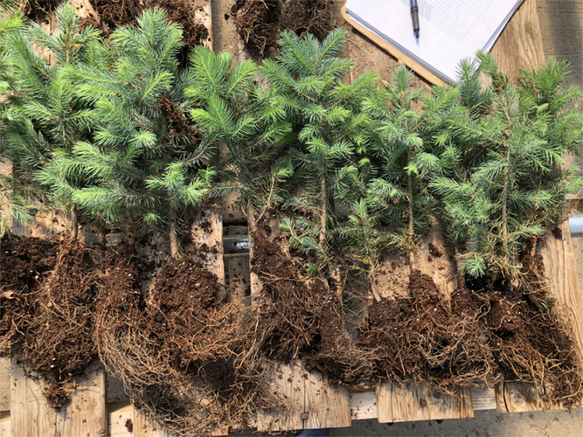 healthy roots