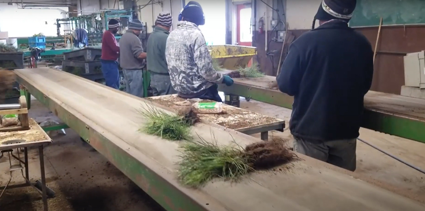 seedlings being packaged