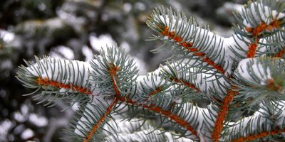 plant hardiness zone winter example