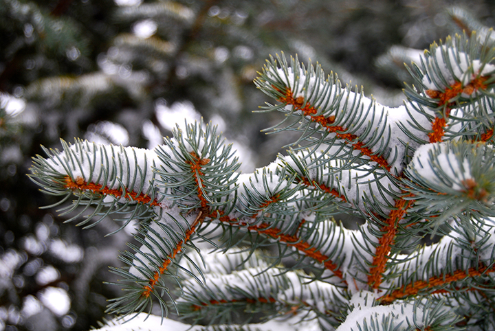 plant hardiness zone winter example