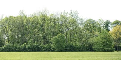 Shelterbelt planting tree line