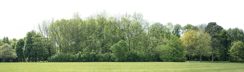Shelterbelt planting tree line