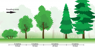 shelterbelt planting row spacing