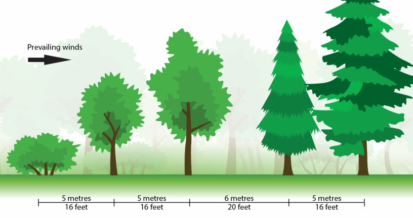 shelterbelt planting row spacing