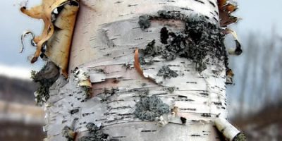 Birch Bark Flour