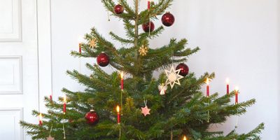 real christmas trees