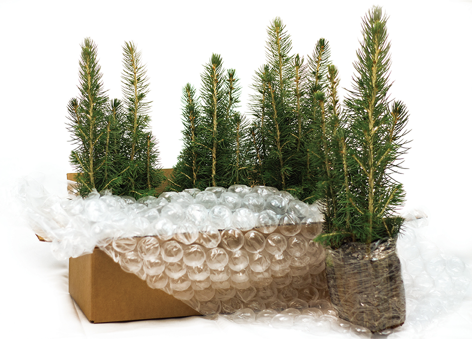 pre-planting seedling care b