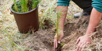 planting a peat plug seedling