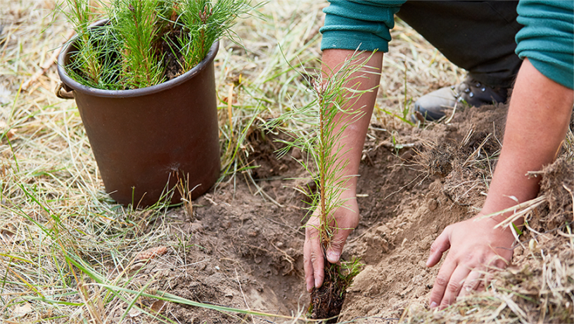 planting a peat plug seedling