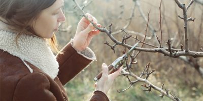 tree pruning