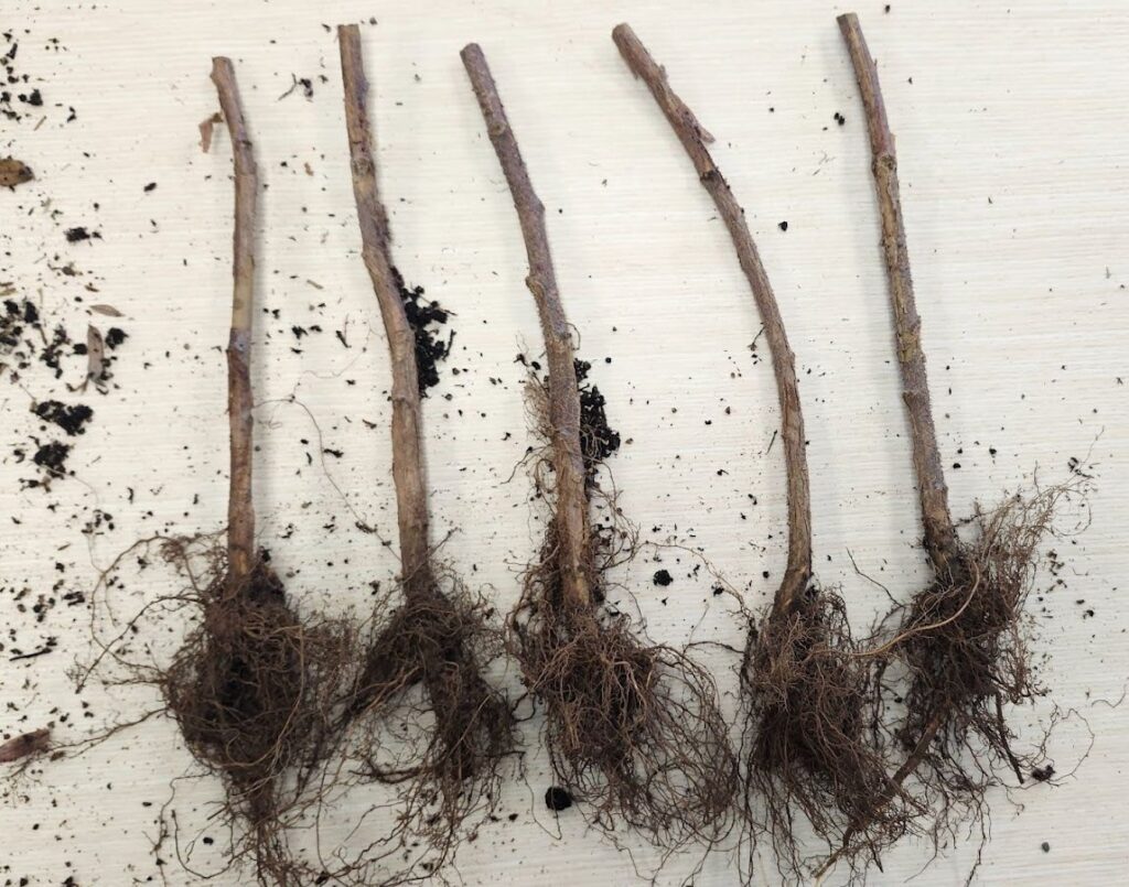 Killarney Raspberry, bareroot seedlings