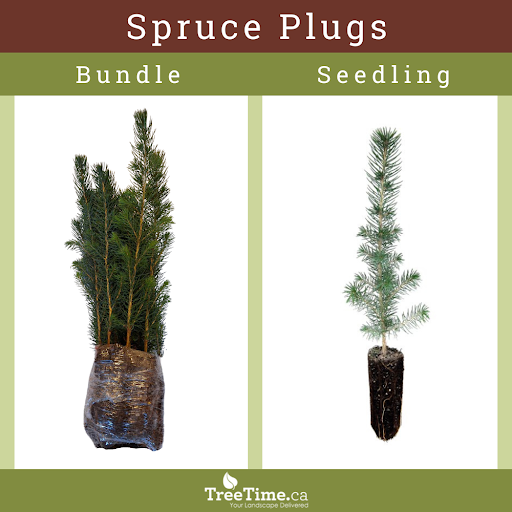 Comparison of Spruce Seedling Bundle vs Seedling